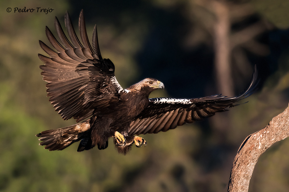 Águila imperial Ibérica (Aquila adalberti)